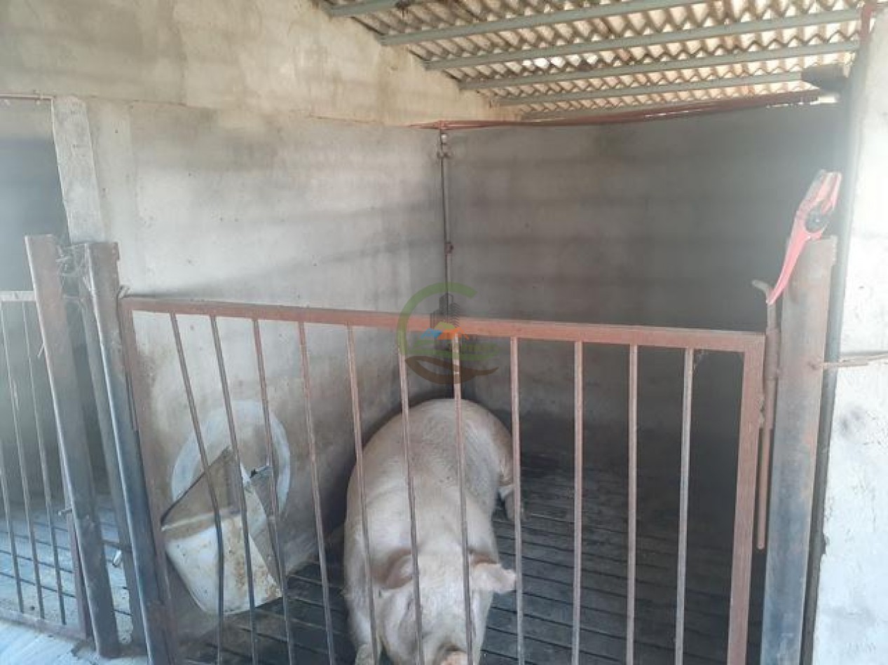 95 Ha Granja de Cerdos - Trenque Lauquen