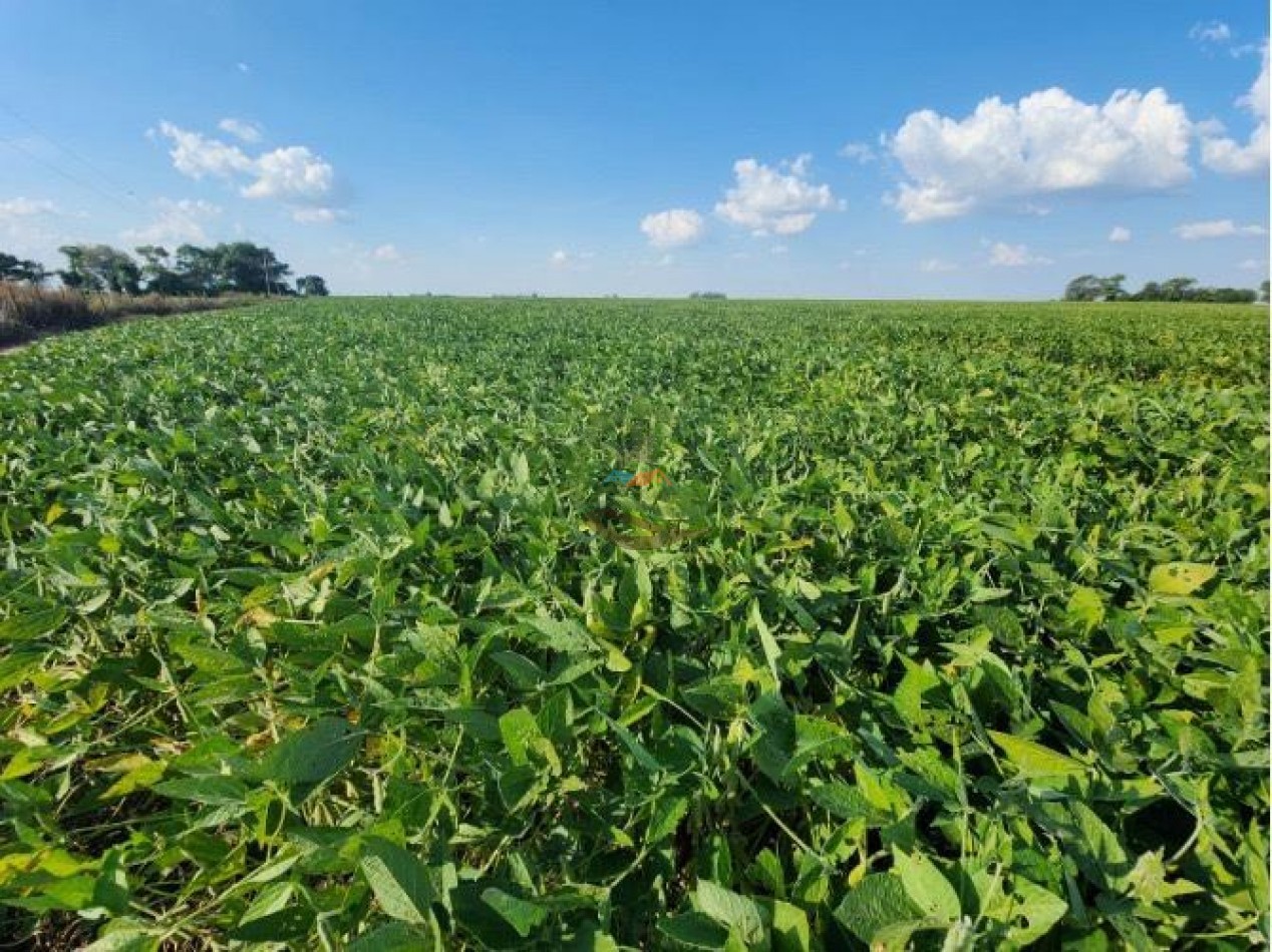 144 Ha Agricolas - Cavanagh - Cordoba 