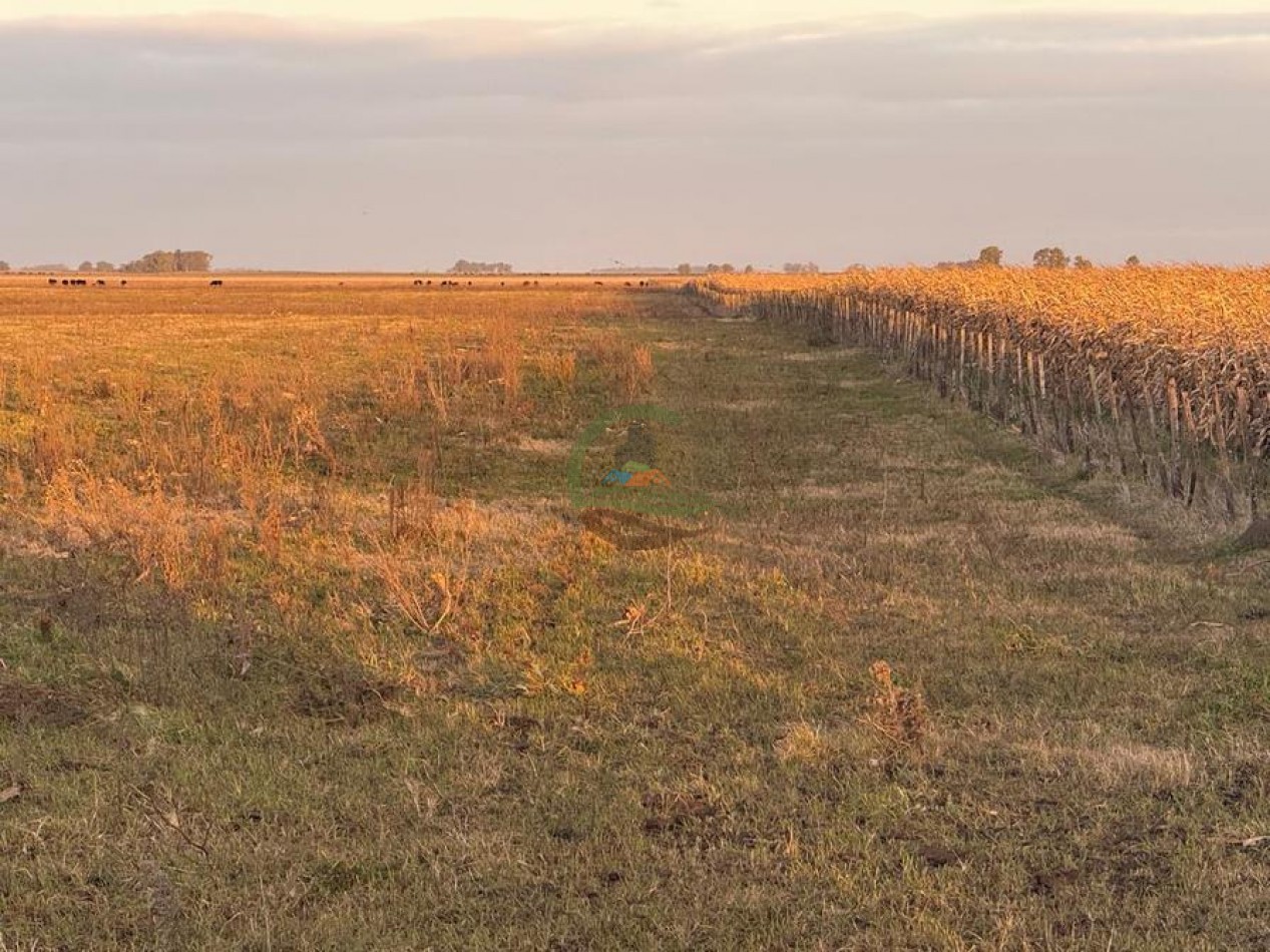 60 Ha Mixto - Bolivar