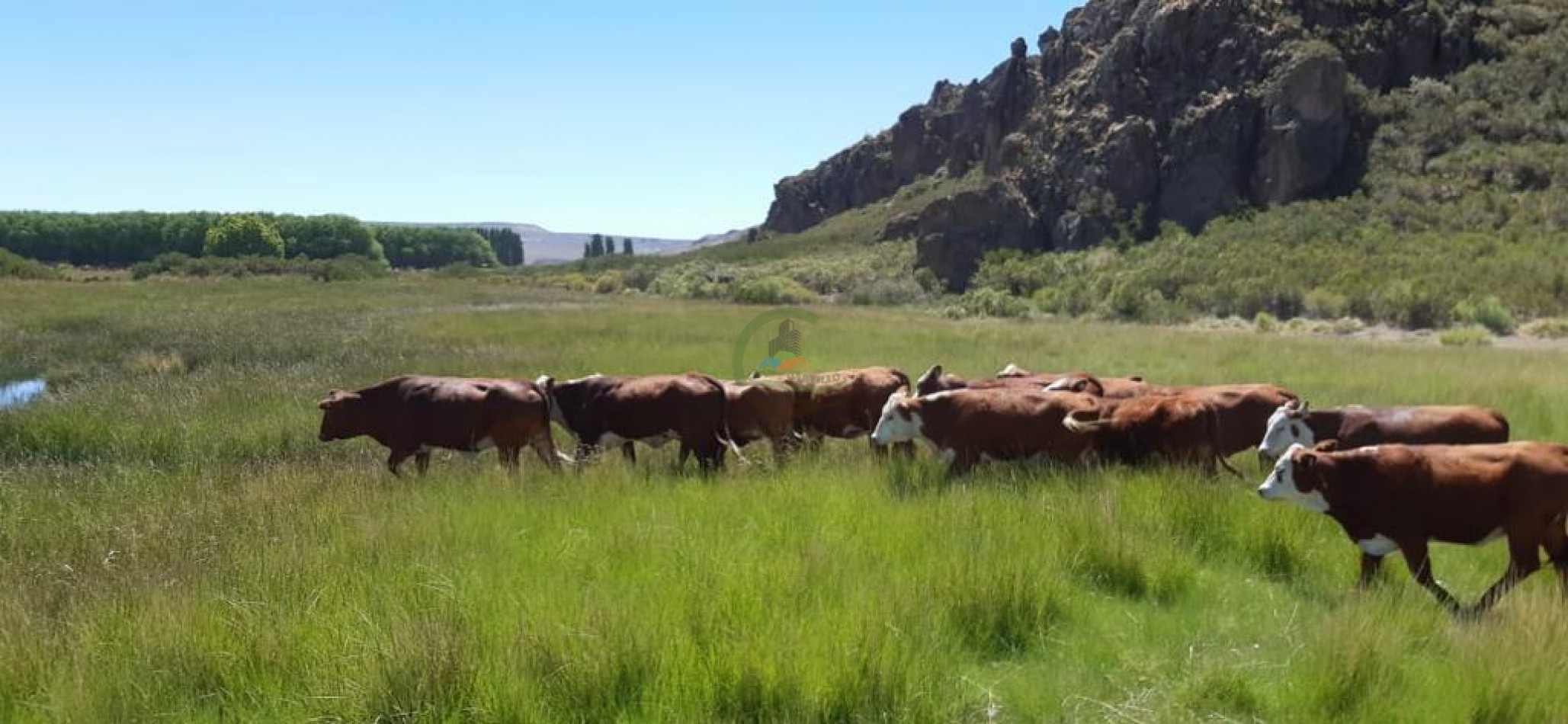 4047 Ha Ganadero - Coto de Caza - La Rinconada - Neuquen