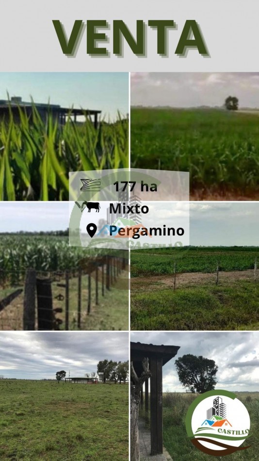 177 ha Mixtas - Pergamino 