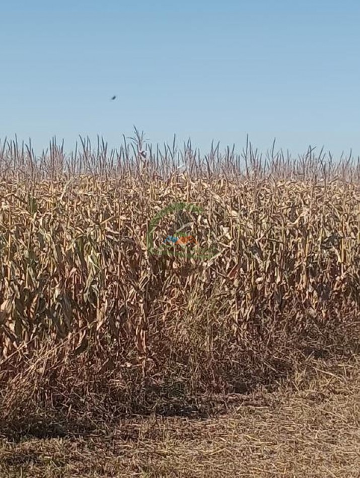 740 Ha Agricolas - Laboulaye - Cordoba
