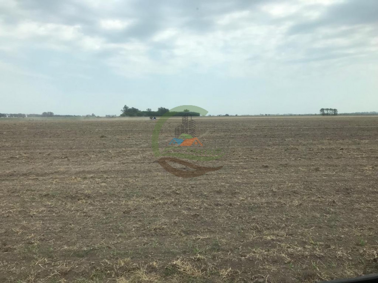 177 ha Mixtas - Pergamino 