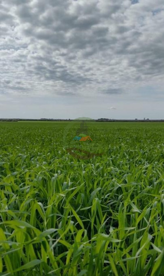 1300 Ha Agricolas - La Paz - Entre Rios