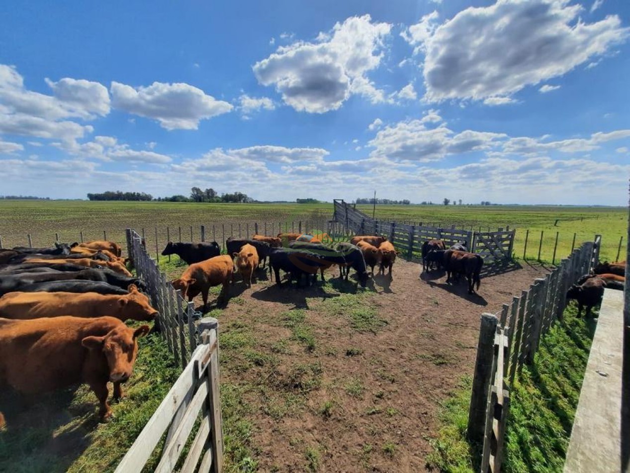 170 Ha Agricolas - Saladillo - Reynoso