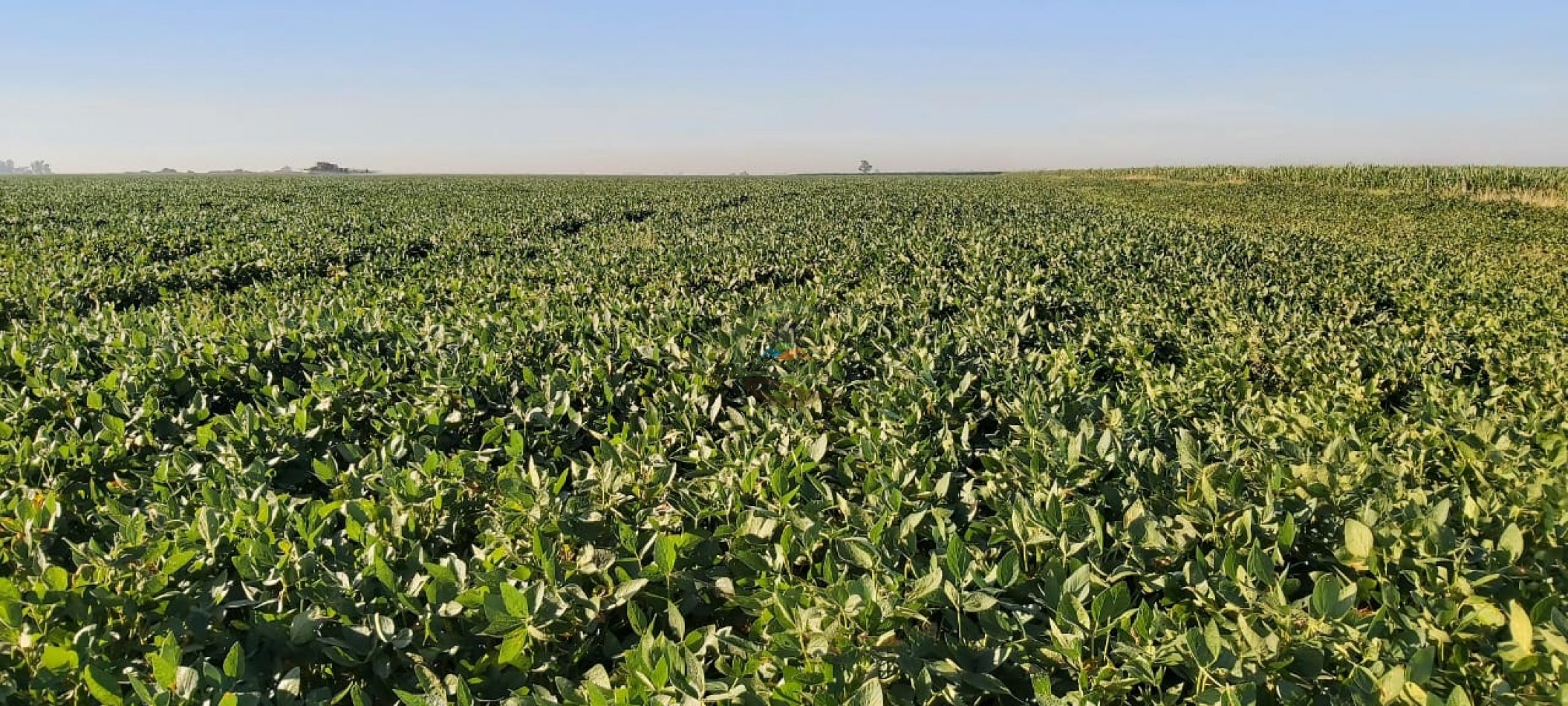 180 Ha Agricolas - Marcos Juarez - Cordoba 