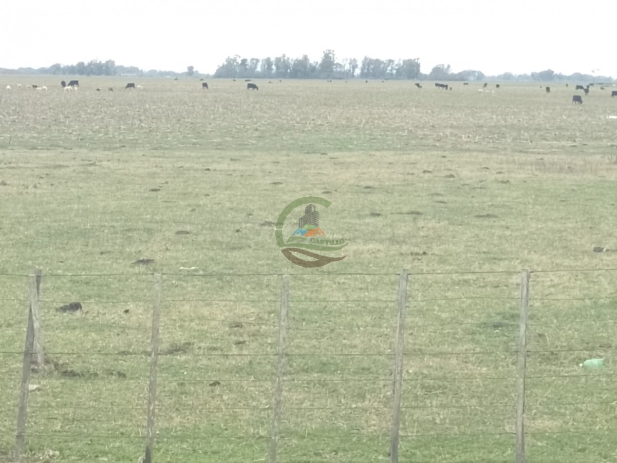 286 ha Ganaderas - Las Flores