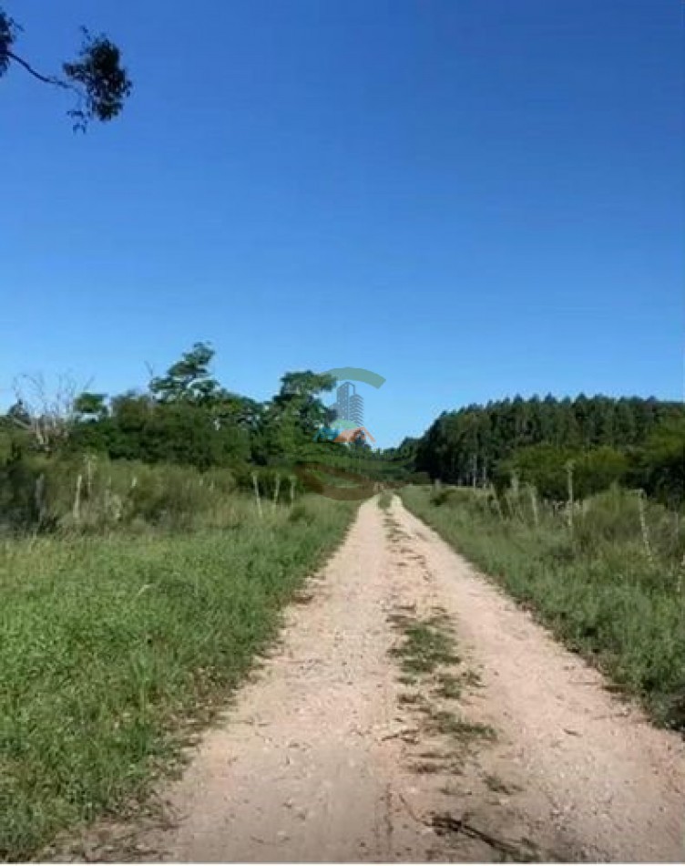 91 Ha Mixtas - San Salvador - Entre Rios