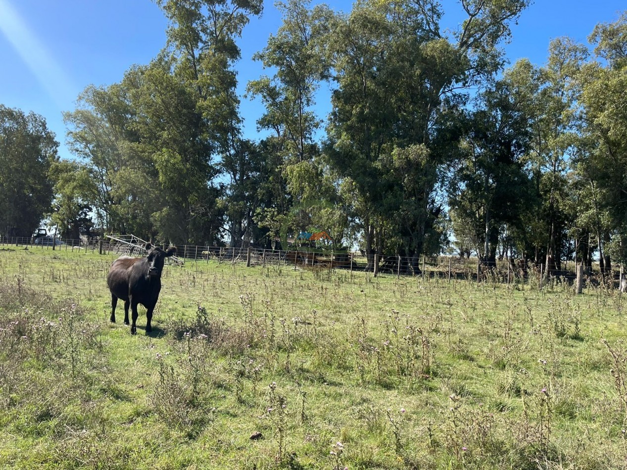 81 ha Mixto - Alvear