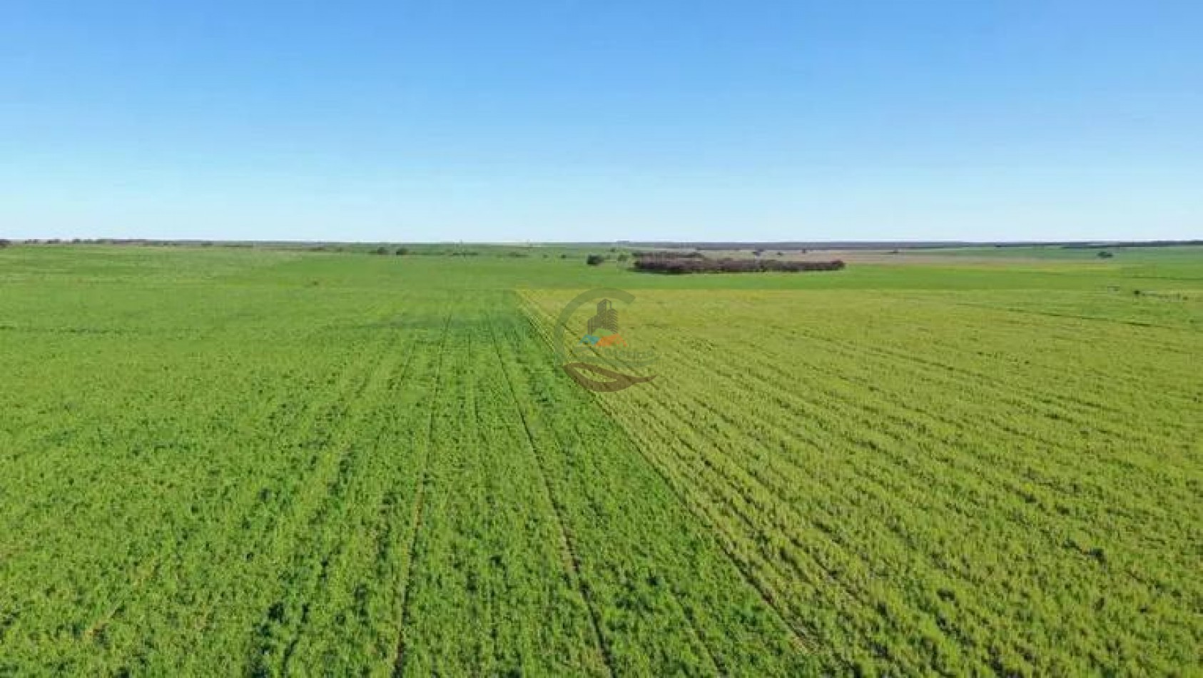 5000 Ha Ganadero - Conhelo - La Pampa