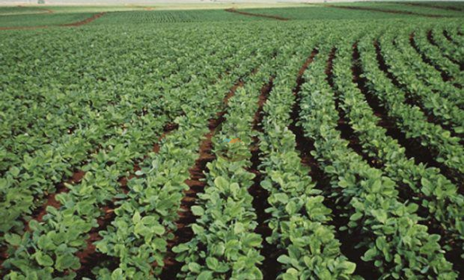 30 ha Agricolas - Pergamino