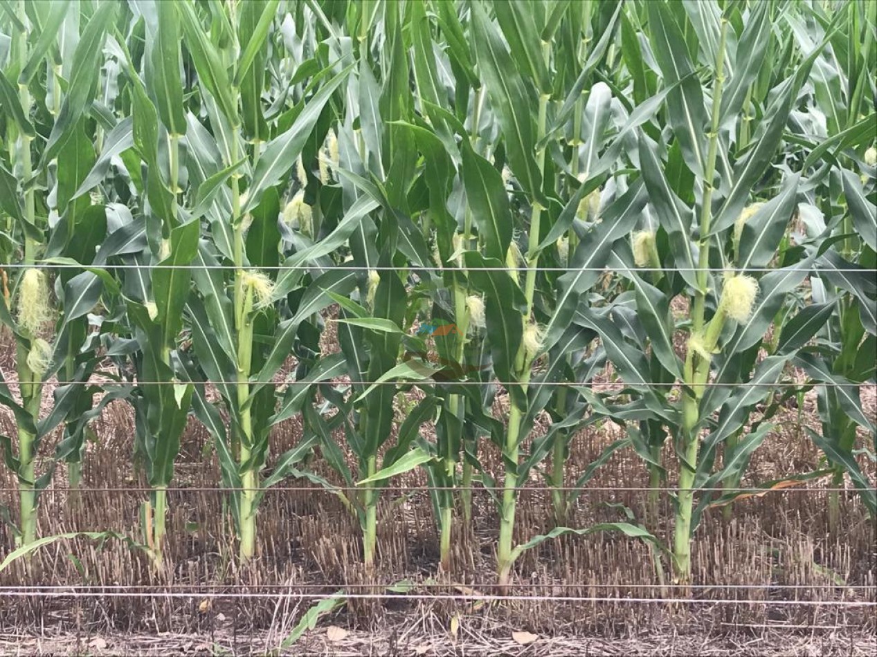 210 ha Agricolas - 25 de MAyo 