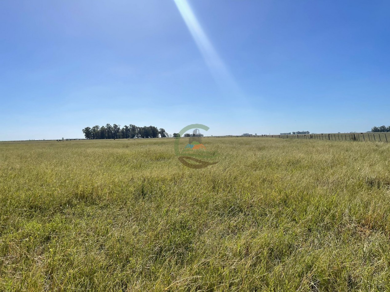 81 ha Mixto - Alvear