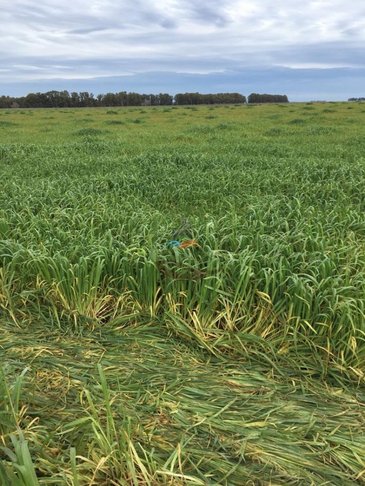 380 ha Mixtas - Bolivar