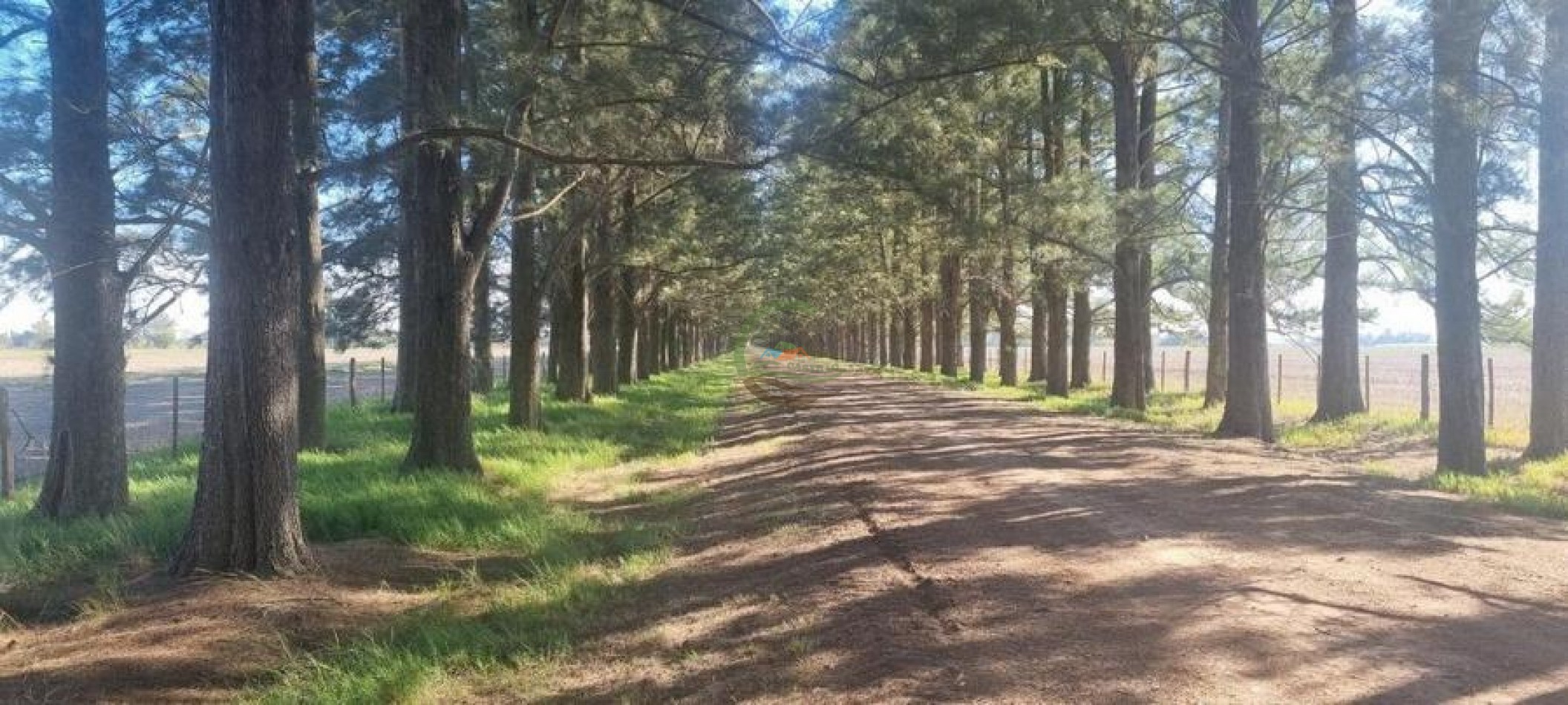 401 Ha Mixto - Lujan 
