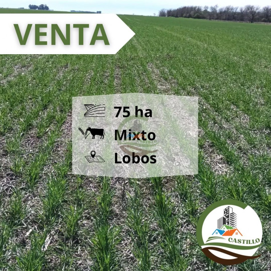 75 ha Mixto - lobos