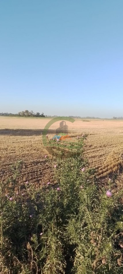 99 ha Agricolas - Suipacha