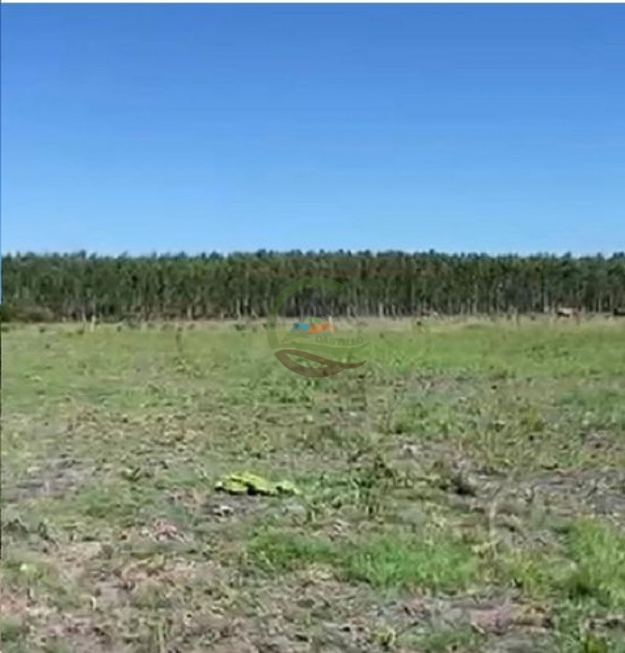 91 Ha Mixtas - San Salvador - Entre Rios