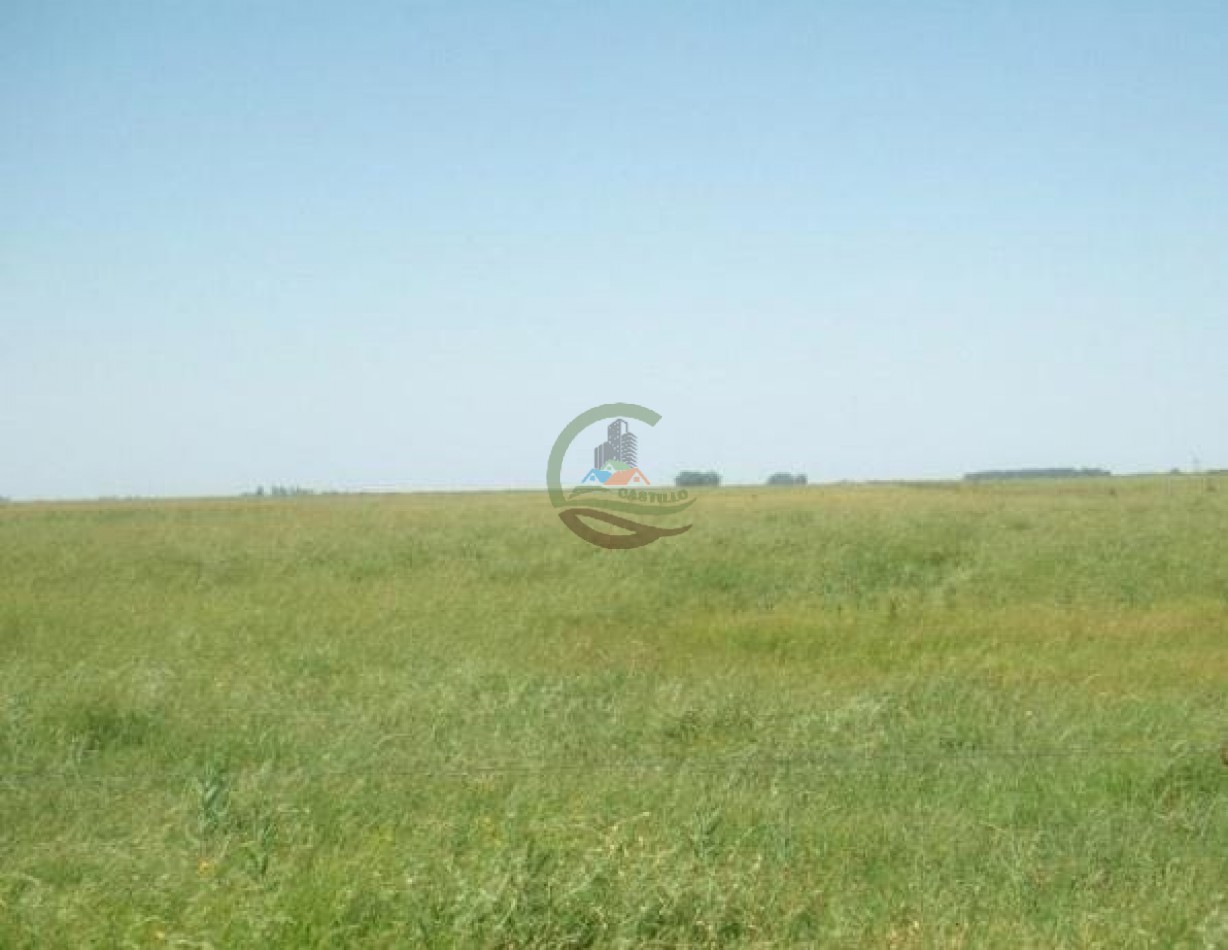 900 ha Ganadera - Tapalque 