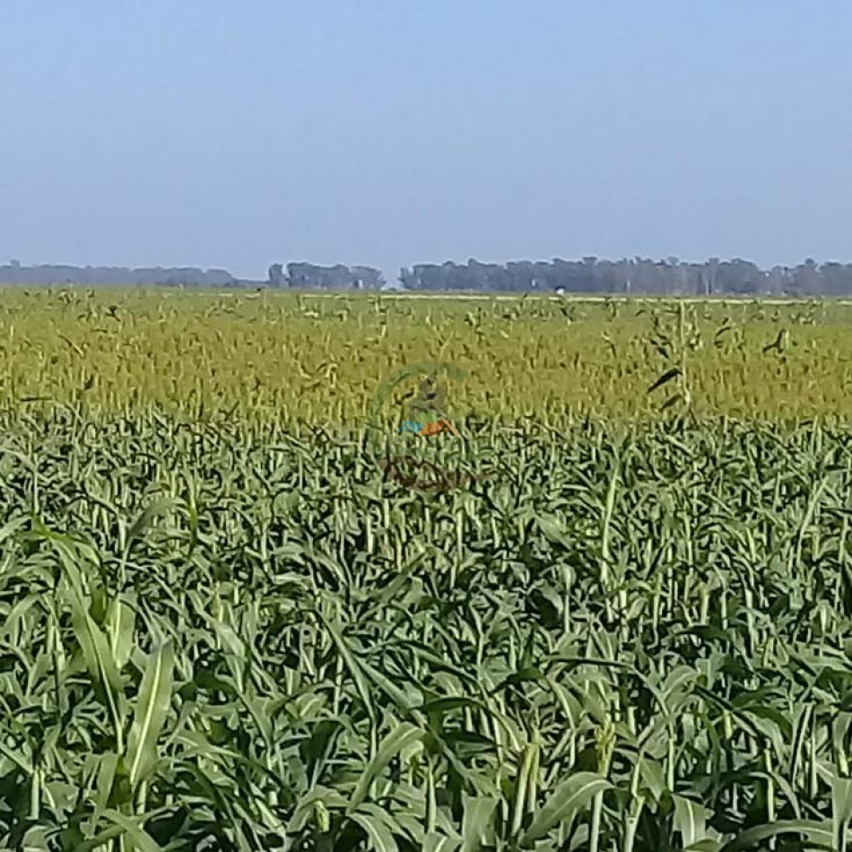 510 Ha Mixtos - Cnel Roseti - Santa Fe 