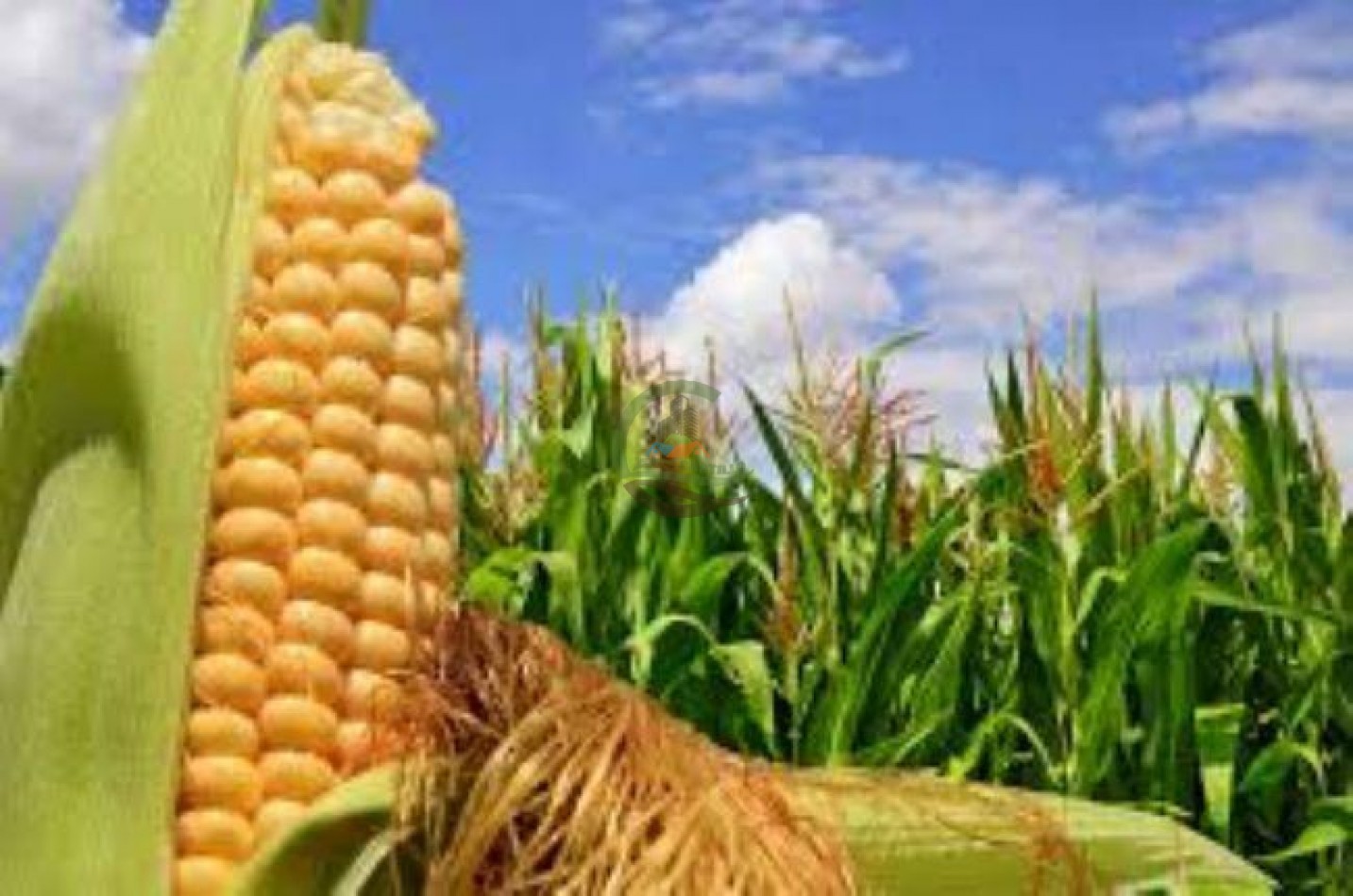 30 ha Agricolas - Pergamino