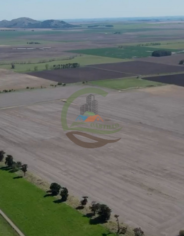 220 ha Agricolas - Balcarce  