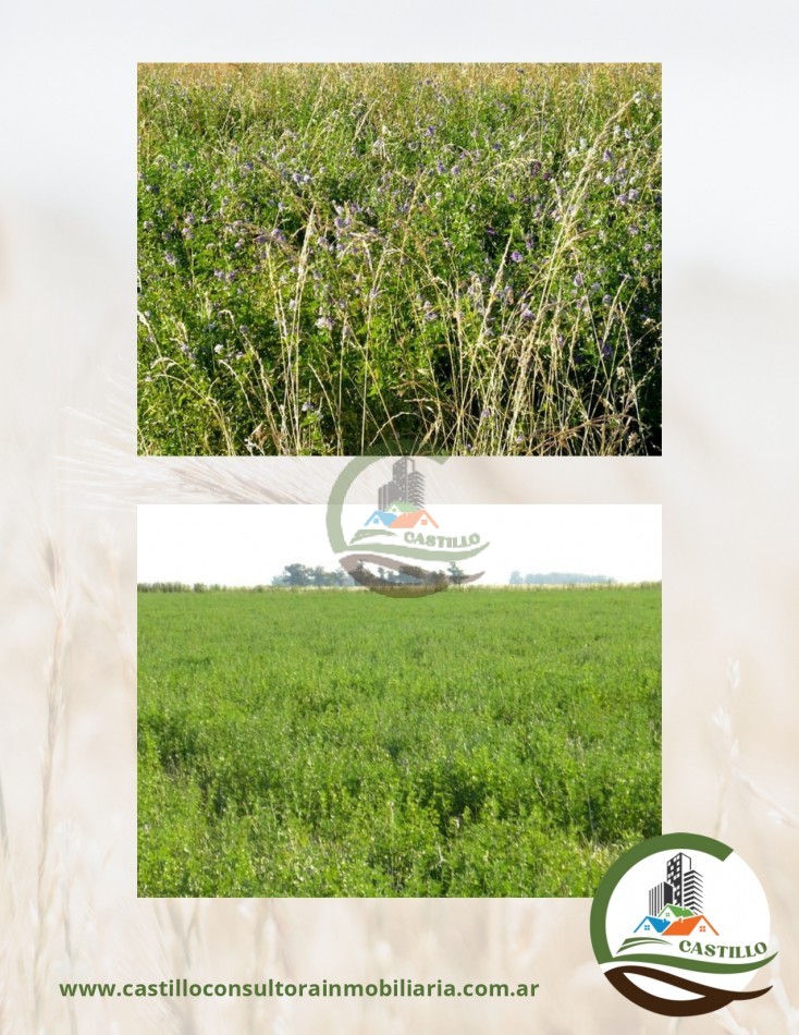 500 ha mixtas - guamini