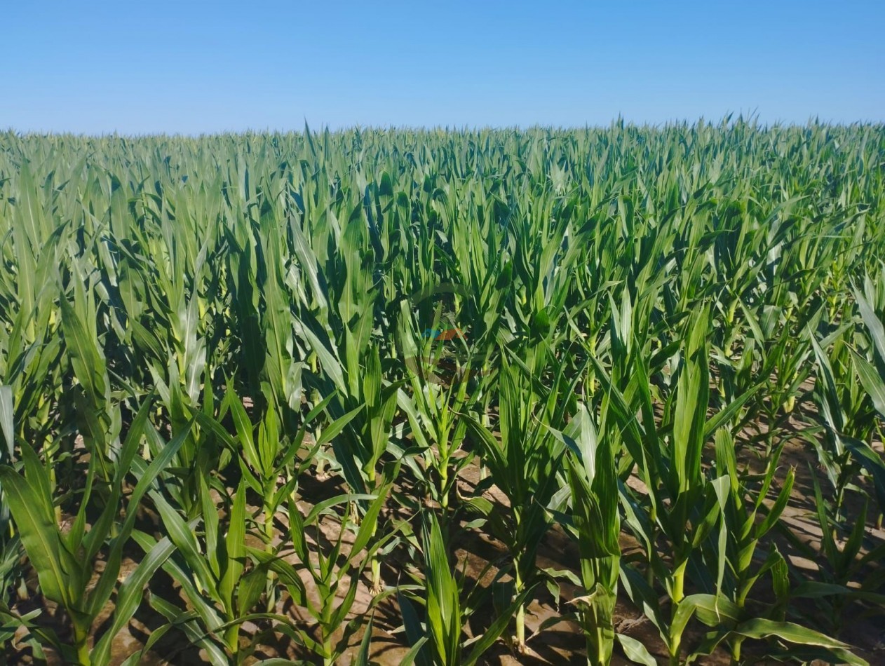 313 ha Agricolas - Chajan - Cordoba