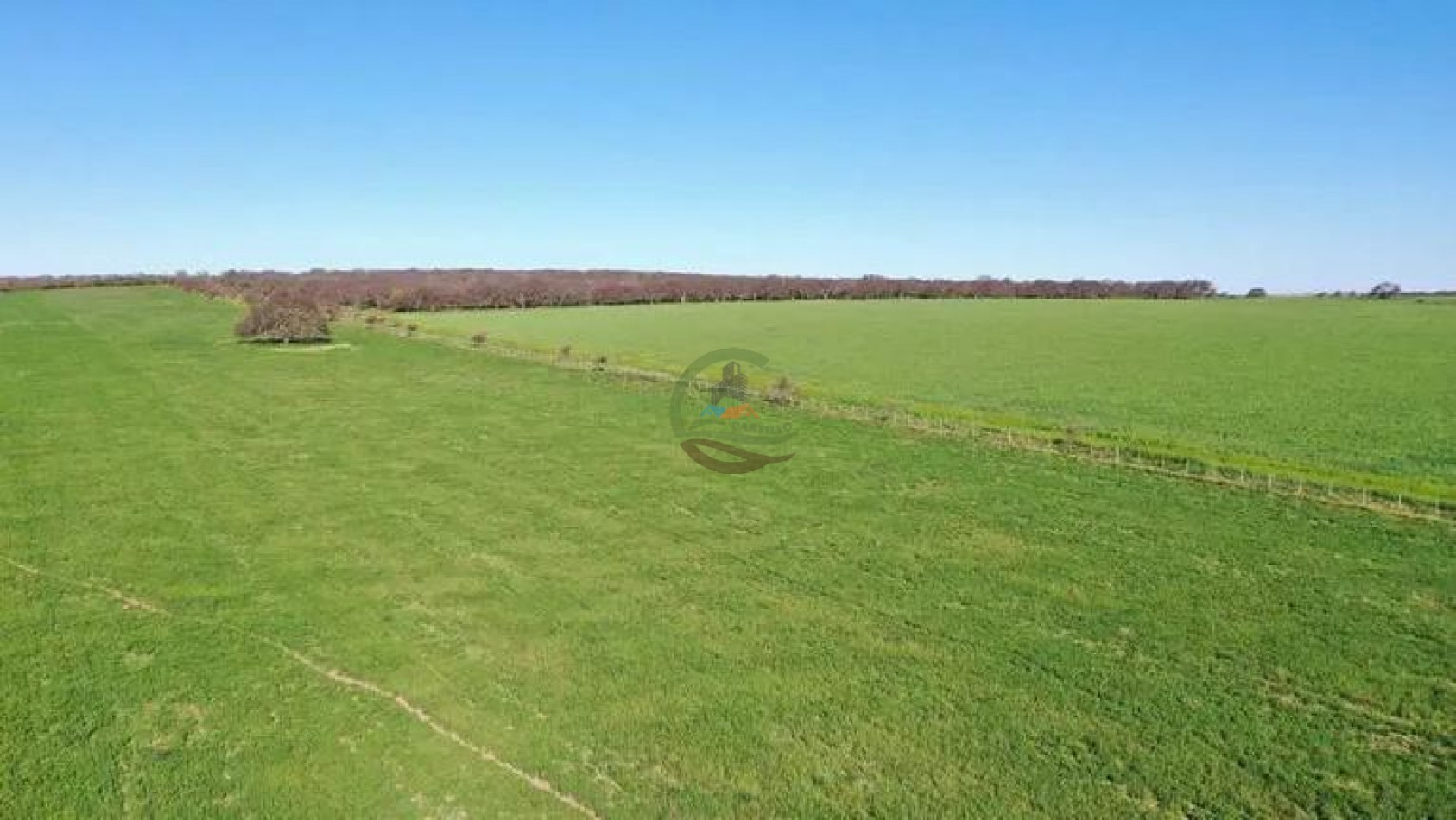 5000 Ha Ganadero - Conhelo - La Pampa