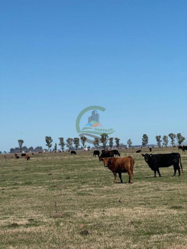 490 Ha Ganadero - Carmen de Areco