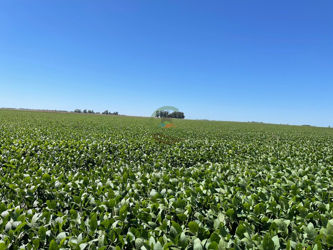 265 HA Agricolas - Saladillo
