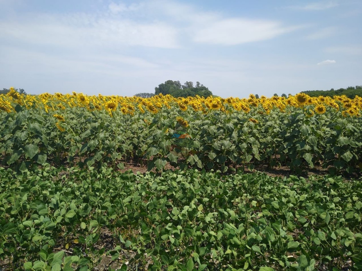 93 ha Agricolas - saladillo