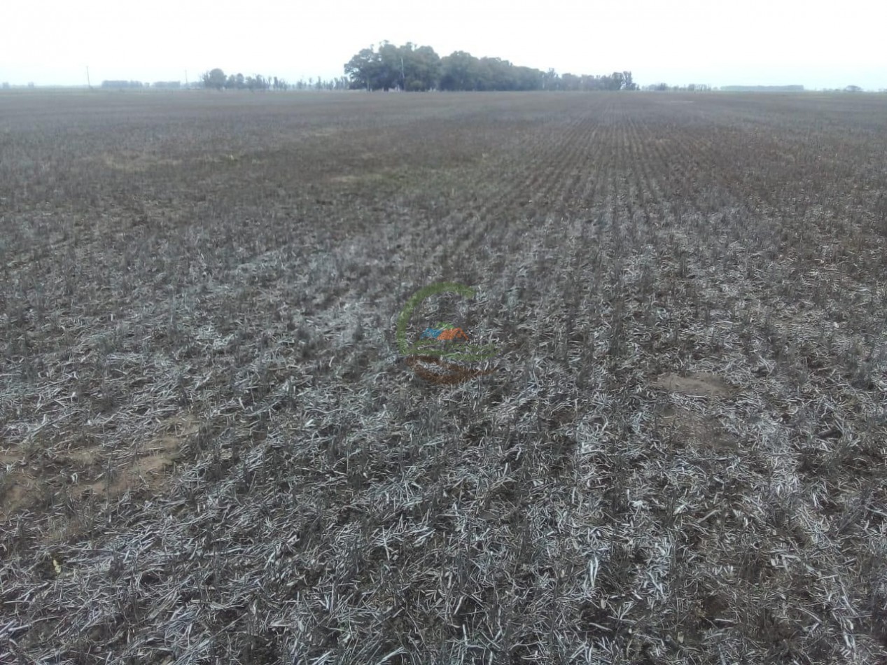 56 ha Agricola - Suipacha