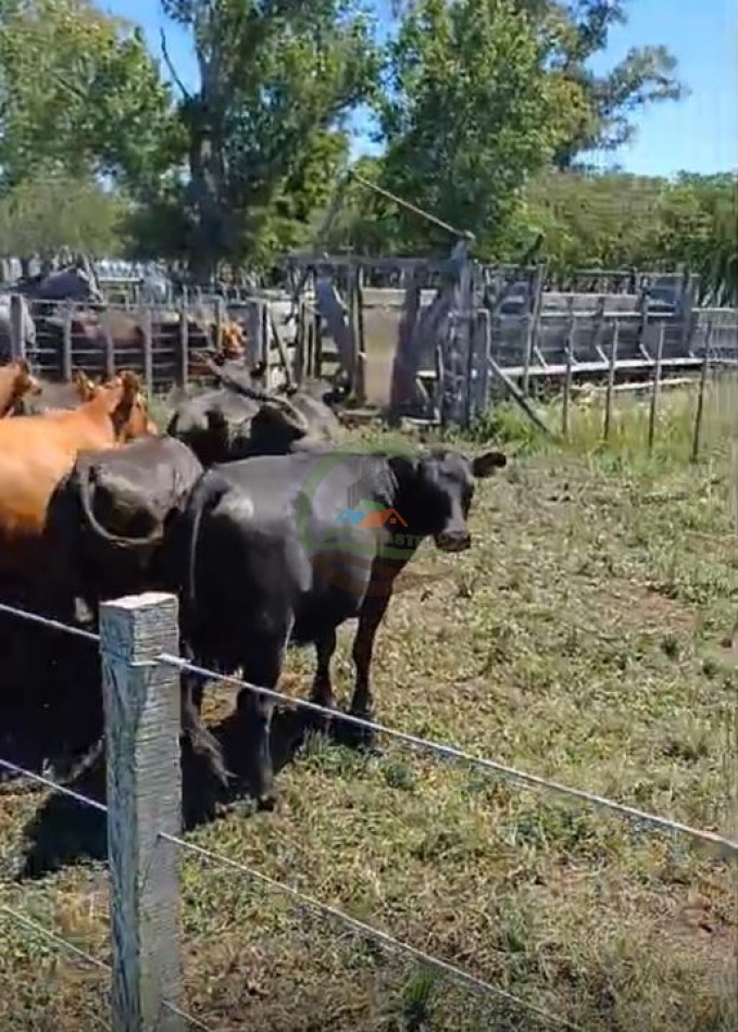 170 Ha Agricolas - Saladillo - Reynoso