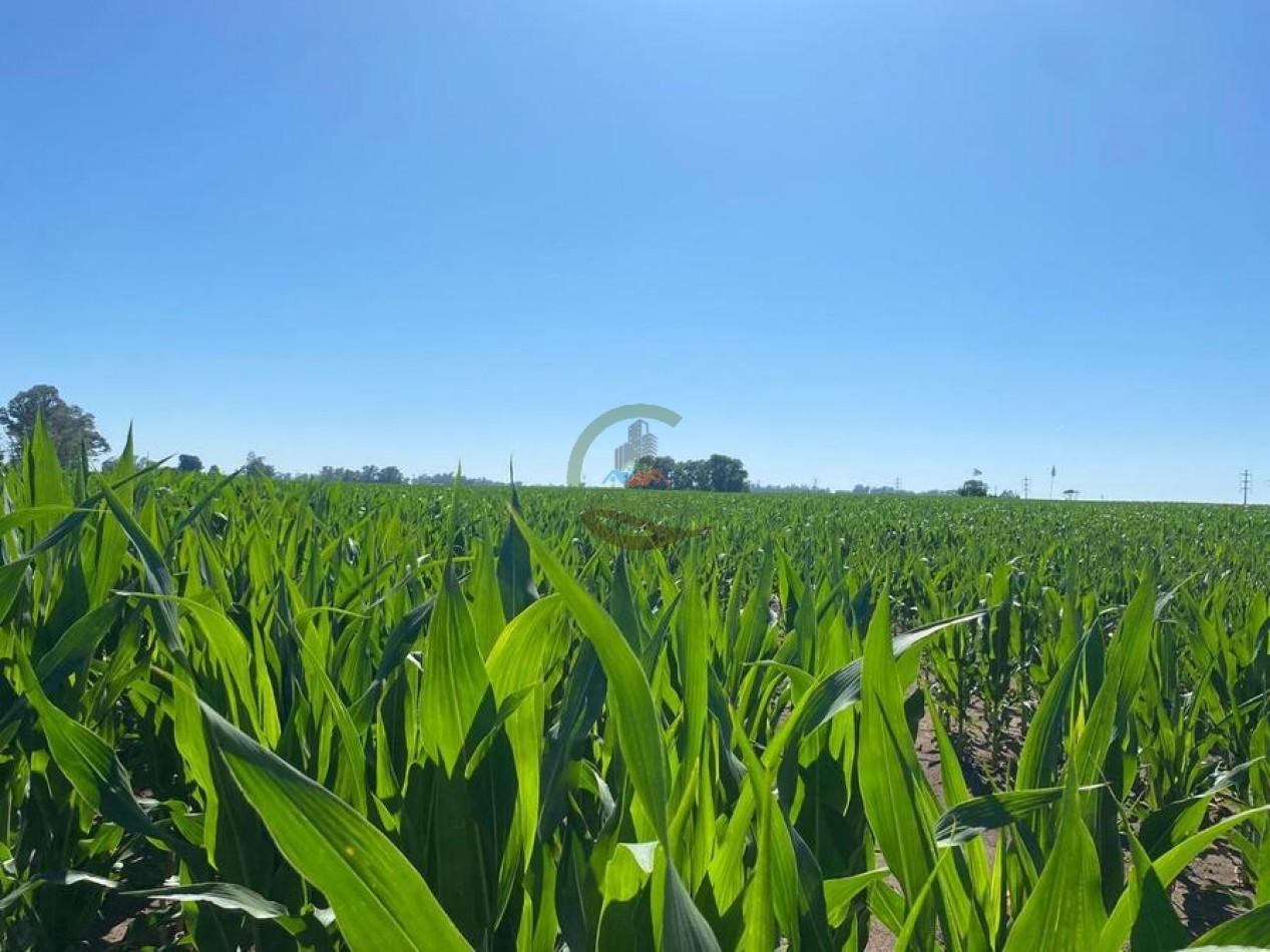 58 Ha Agricolas - Bolivar