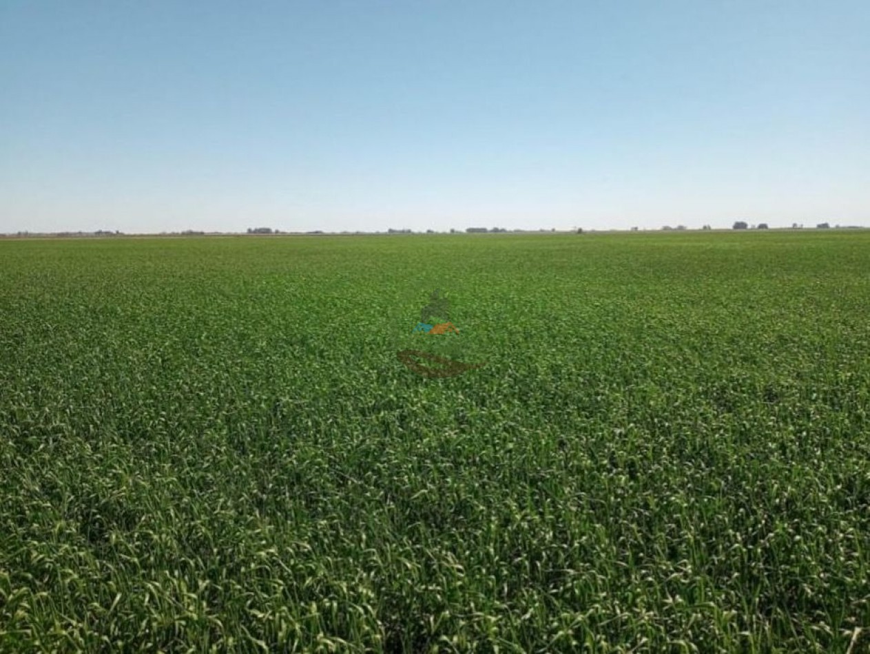 595 ha Agricolas - Pergamino