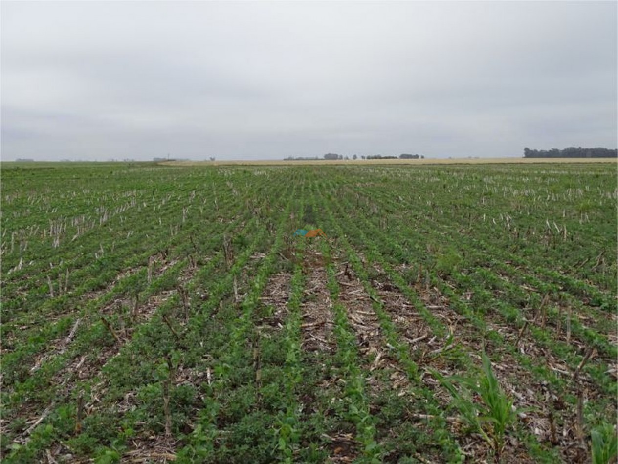 1027 Ha Agricolas - La Madrid
