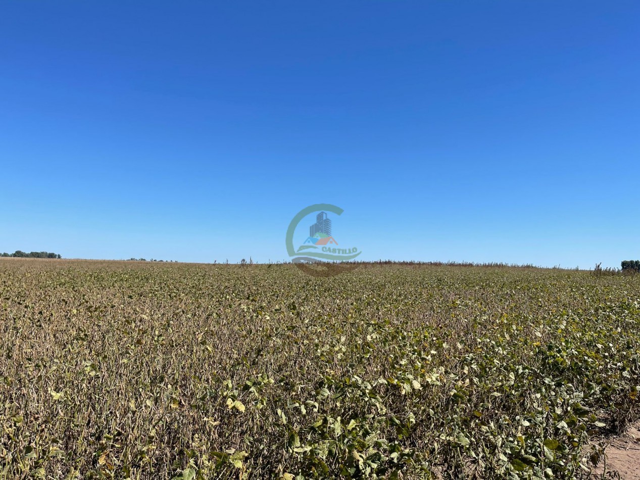 265 HA Agricolas - Saladillo