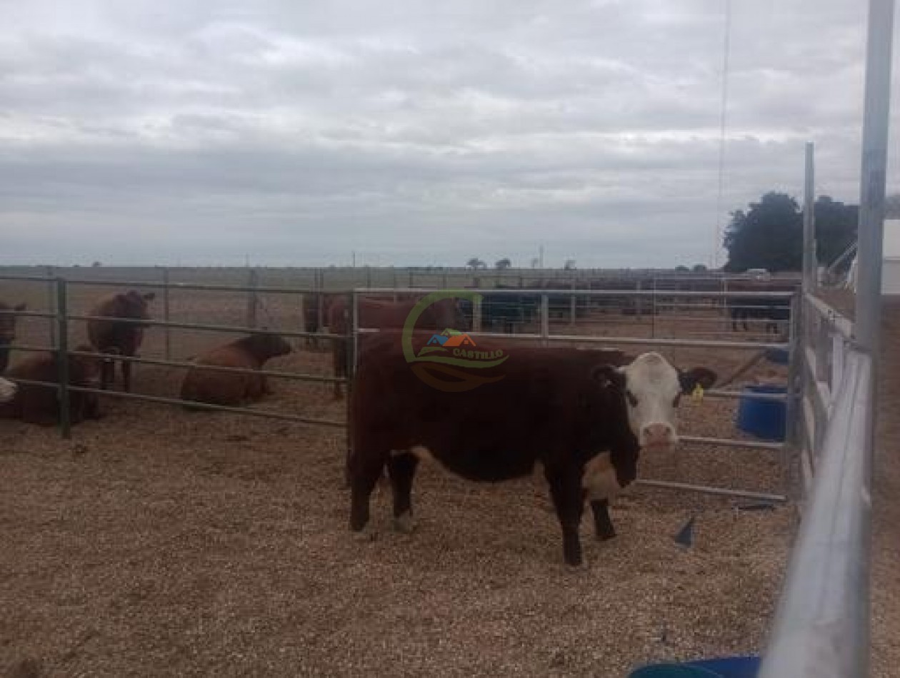 1900 Ha Mixto - Laboulaye - Cordoba