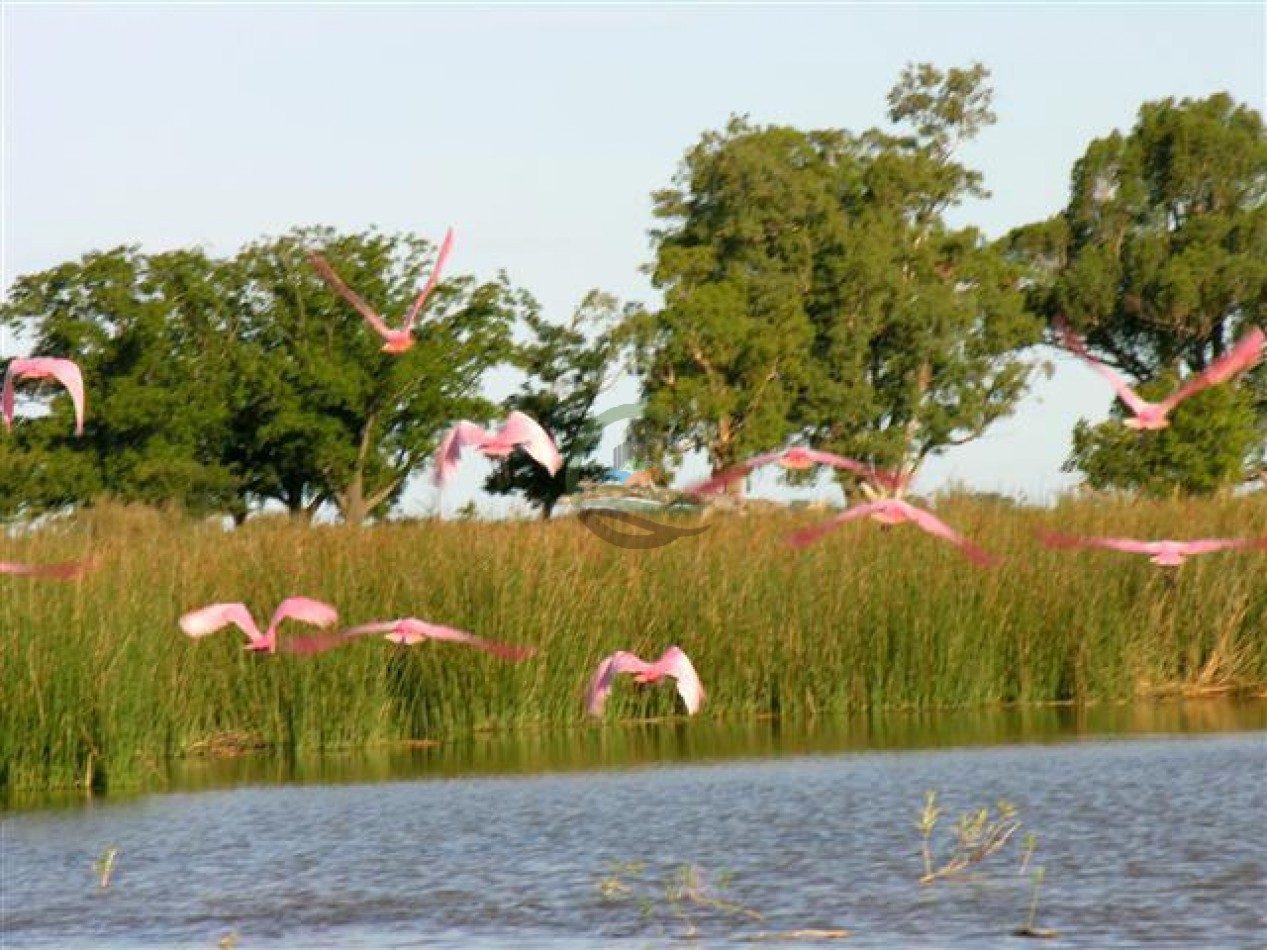 899 Ha Mixtas - Chascomus