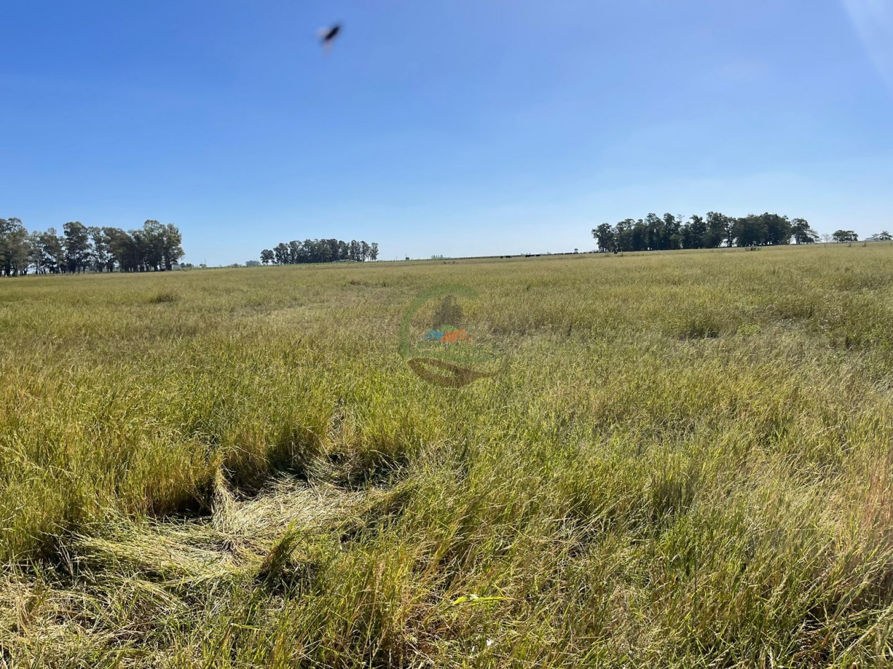 81 ha Mixto - Alvear