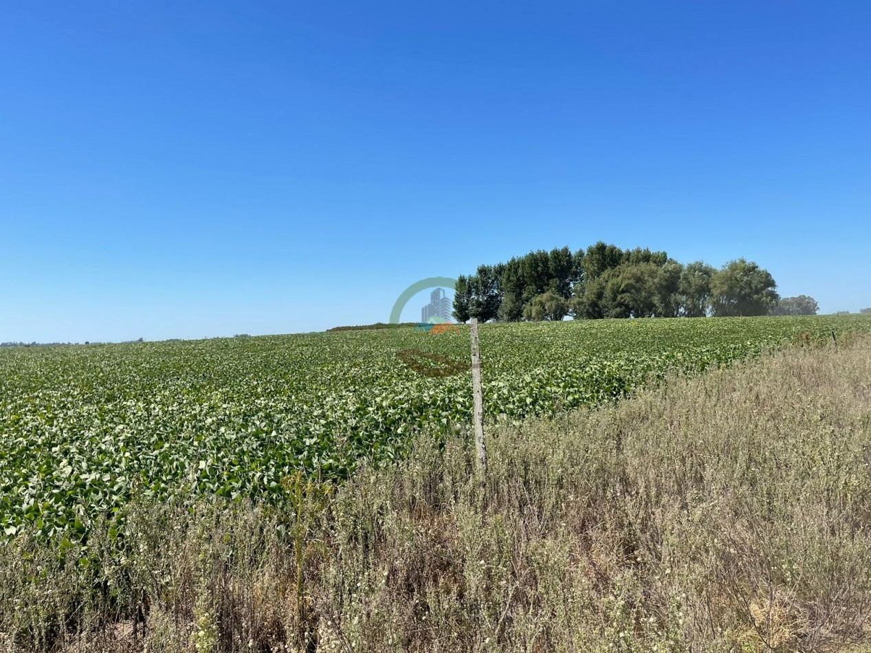 265 HA Agricolas - Saladillo