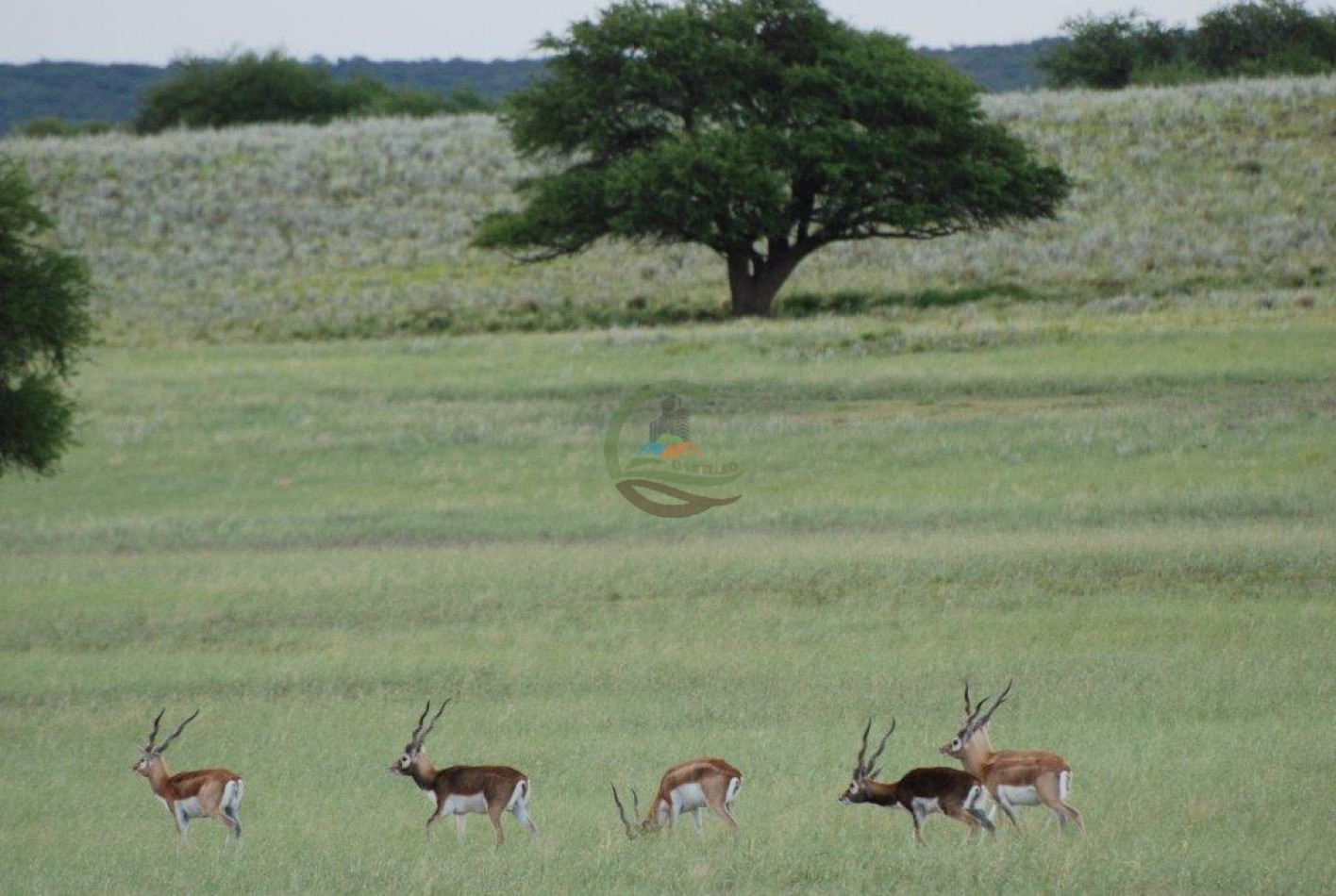 2500 Ha Ganadero - Coto de Caza - Colonia Devoto - La Pampa