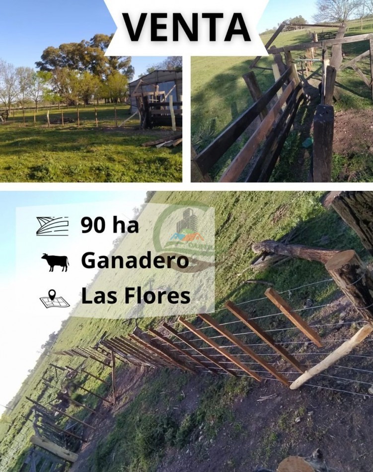 90 ha ganaderas - las flores