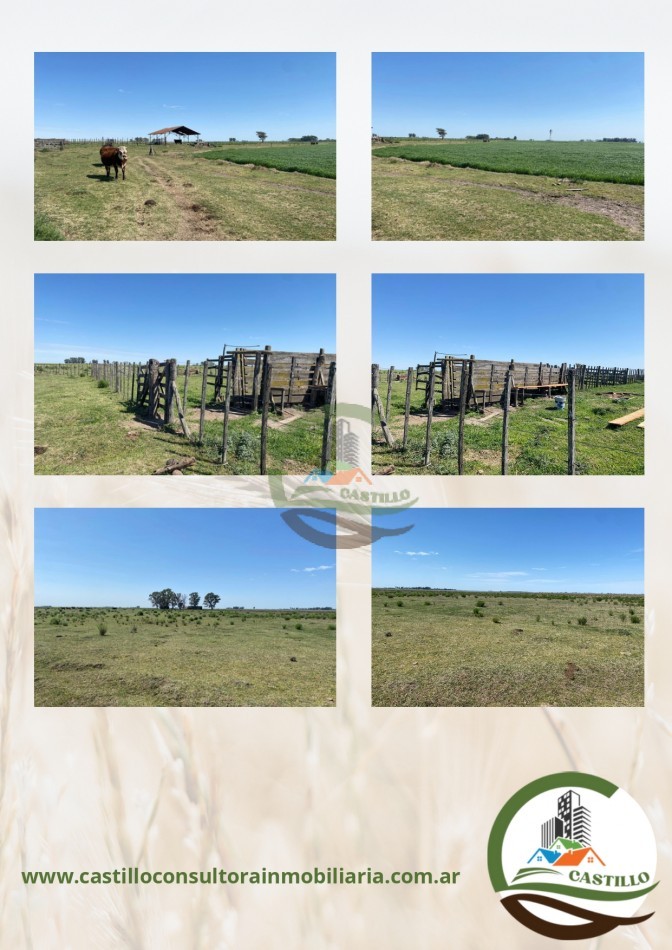 331 ha mixto - carlos tejedor