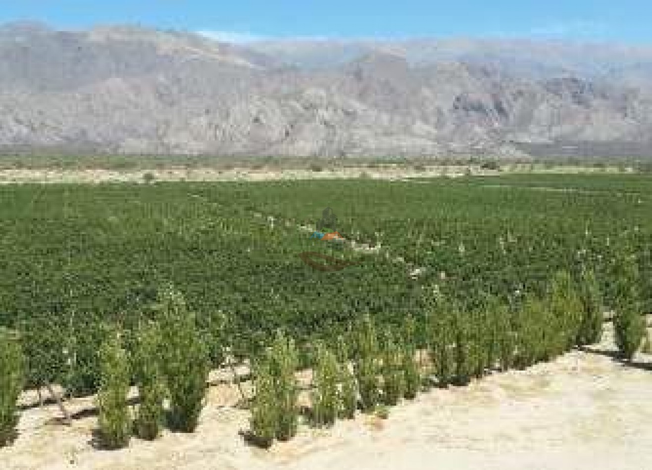 420 Ha Mixtas - El Nogalar - Viñedo y Bodega - Tucuman 
