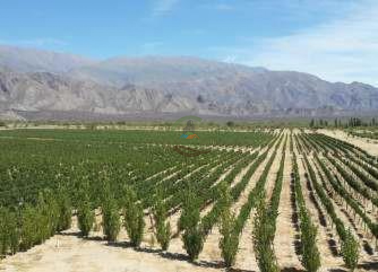 420 Ha Mixtas - El Nogalar - Viñedo y Bodega - Tucuman 