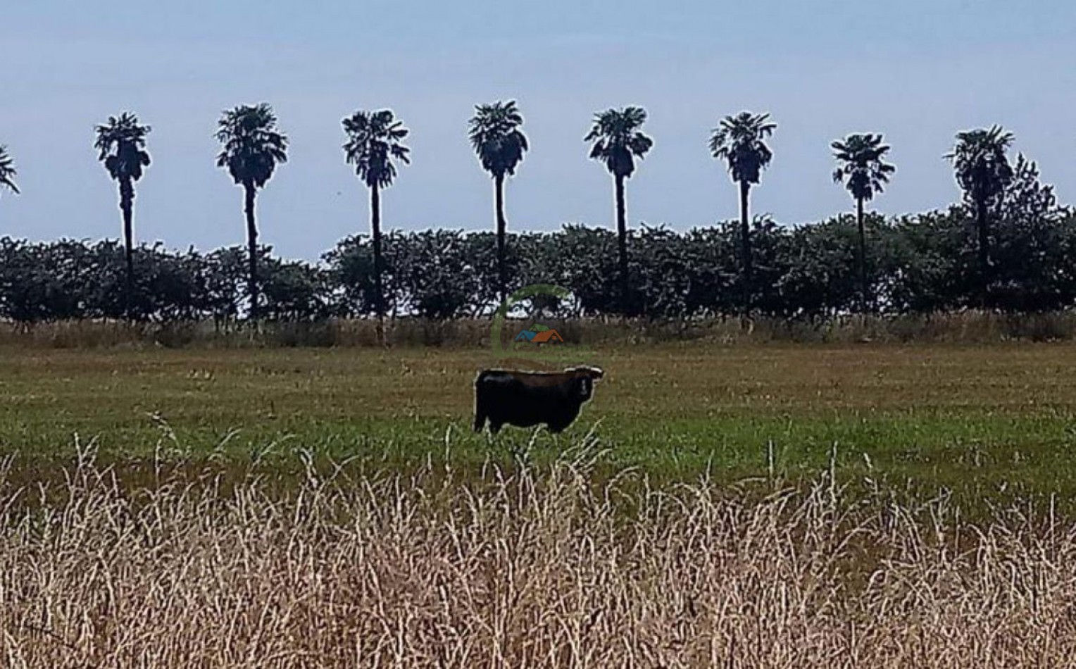 152 Ha Mixtas - Balcarce
