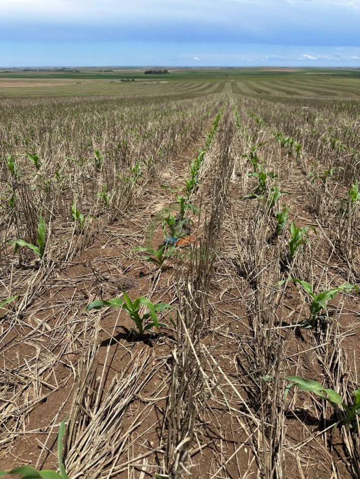 313 ha Agricolas - Chajan - Cordoba