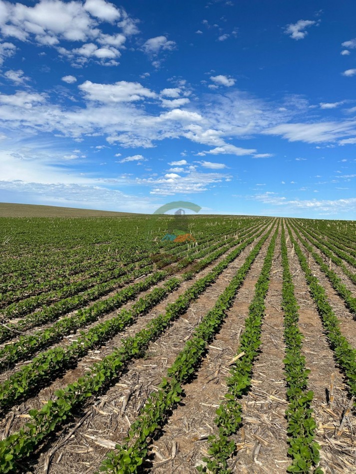 313 ha Agricolas - Chajan - Cordoba